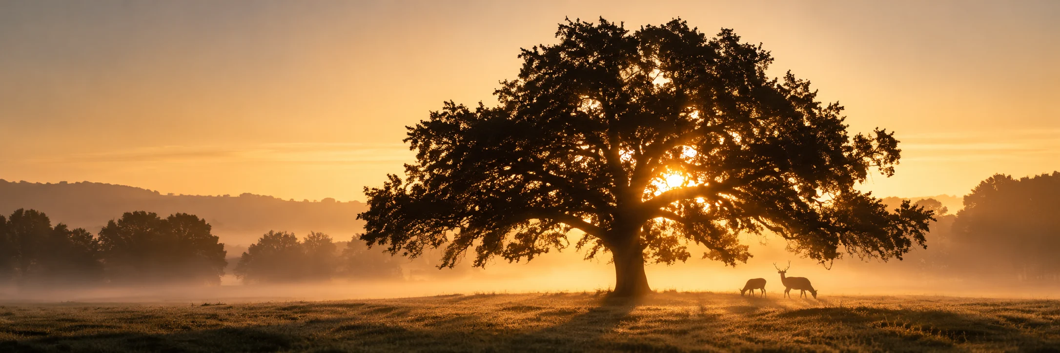 Golden oak tree silhouetted against a warm sunset